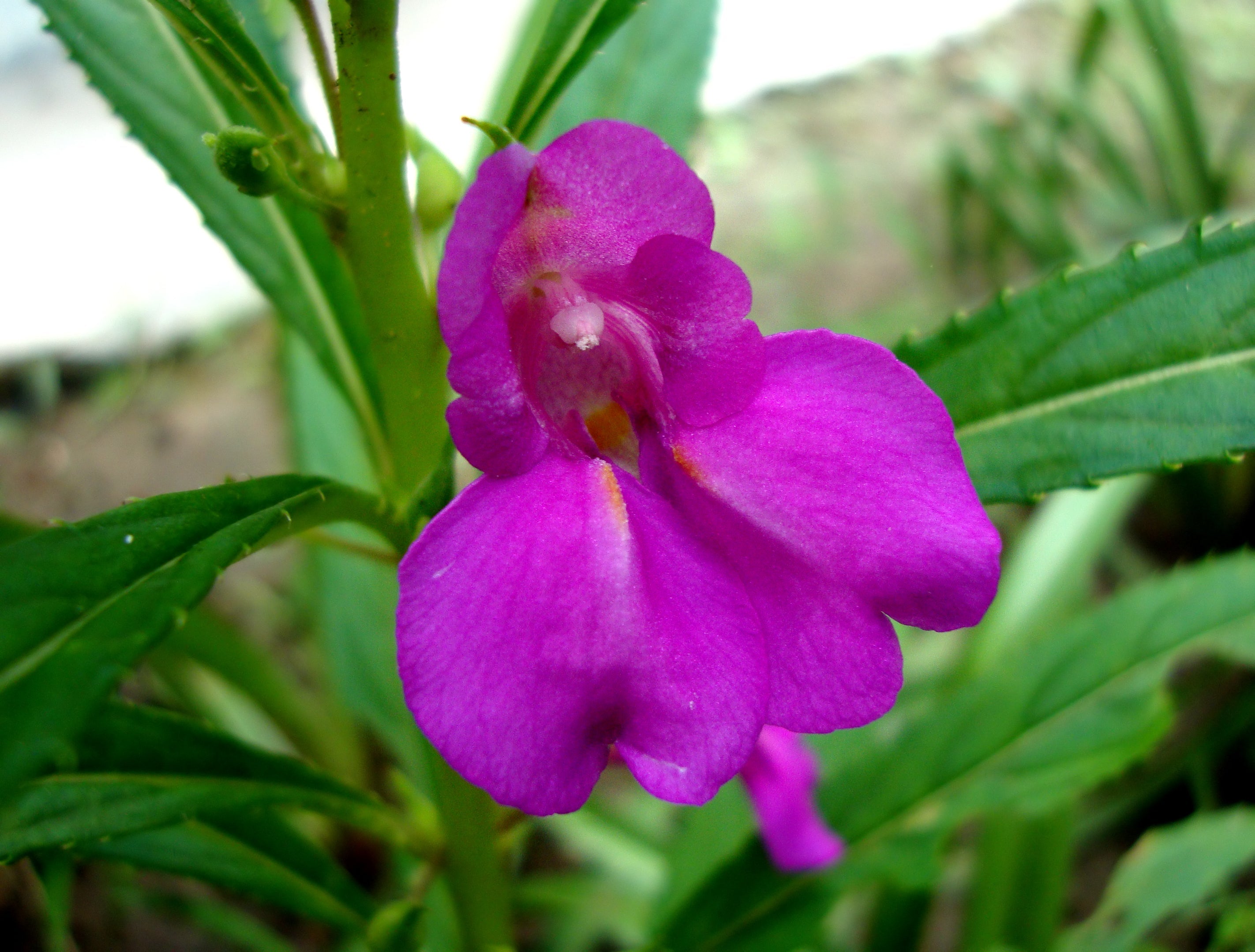 Purple Impatiens Balsamina Flower Seeds For Easy Planting