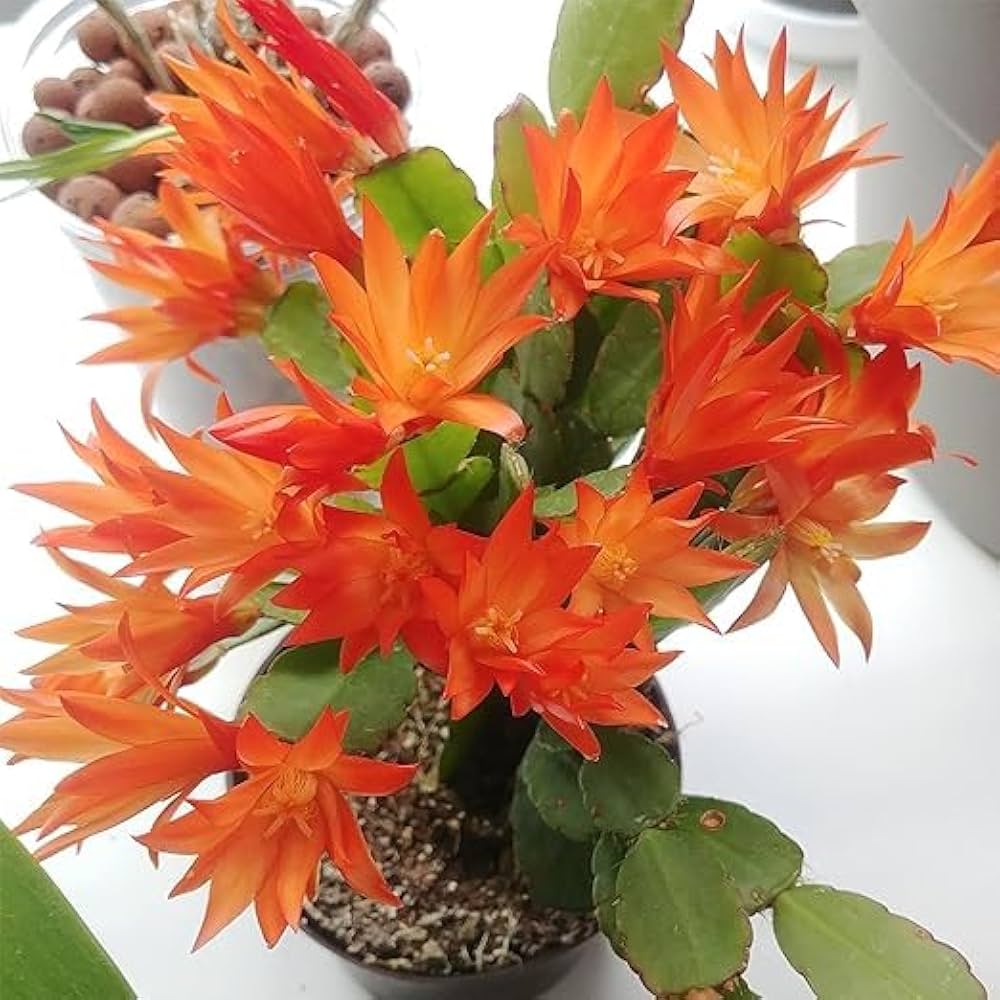 Indoor Container Orange Christmas Cactus Plants
