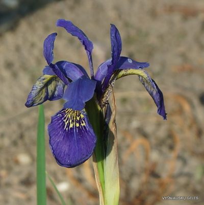 Violet Bulleyana Flower Seeds: Premium Organic Seeds For Vibrant Blooms In Your Garden