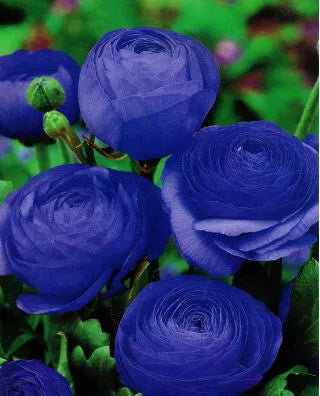 Blue Ranunculus Flower Seeds Flower seeds for Planting Low Maintenance Heirloom & GMO Free Seeds for Home Garden 
 
 Sale for planting in home garden