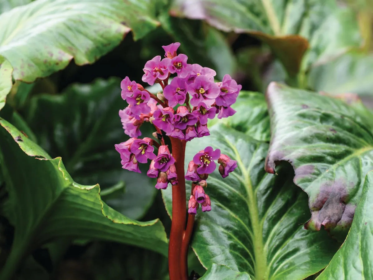 Bergenia Flower seeds for Planting - Wildflower Mix, Heirloom & GMO Free Seeds for Home Garden
 
 Sale for planting in home garden.
