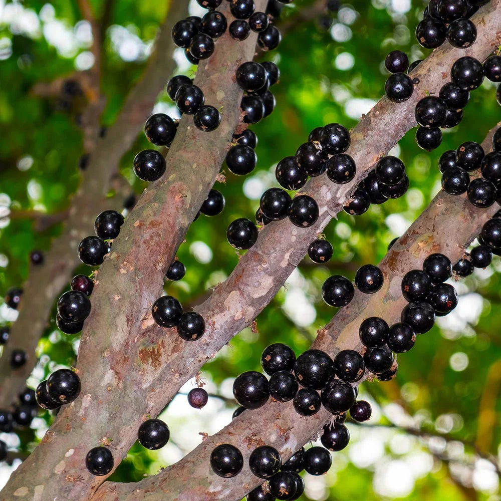 Black Jabuticaba Fruit Seeds For Planting - Grow Unique Fruits At Home