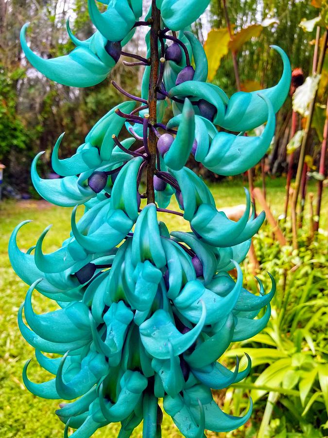 Non GMO Jade flower planting seeds