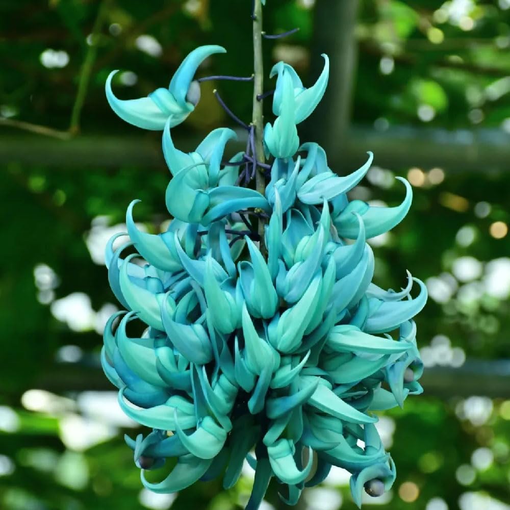 Jade flower seeds rare endangered variety for planting