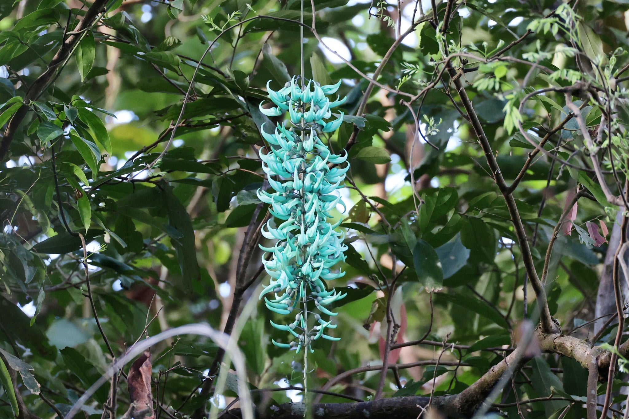 Unique Jade flower gardening seeds for planting