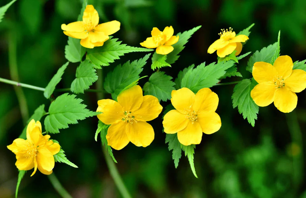 Kerria (Kerria Japonica) seeds for planting in home garden