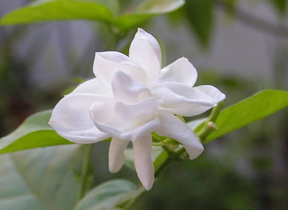 Close-up of Jasmine flower