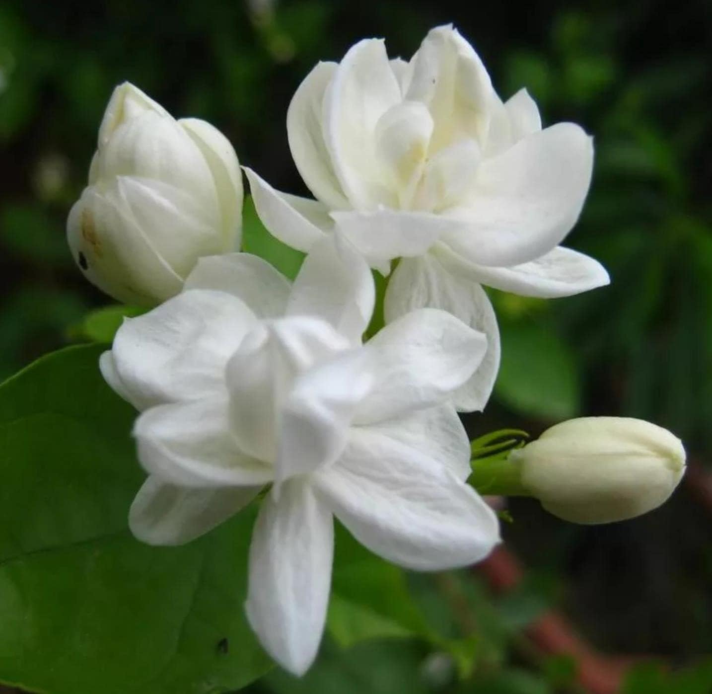 Non-GMO Jasmine flower seeds