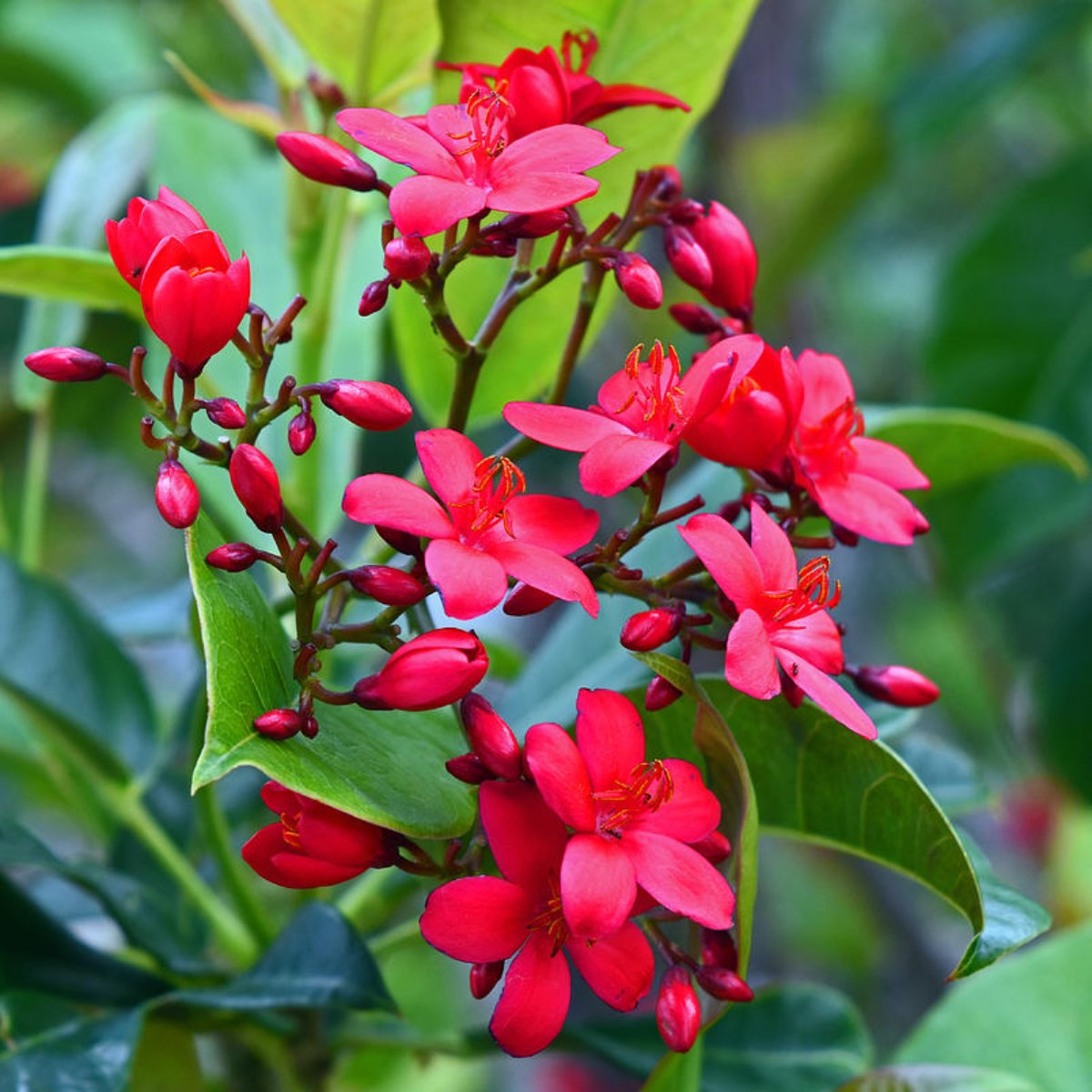 Jatropha Flower seeds for Planting Wildflower Mix Heirloom & GMO Free Seeds for Home Garden 
 
 Sale for planting in home garden