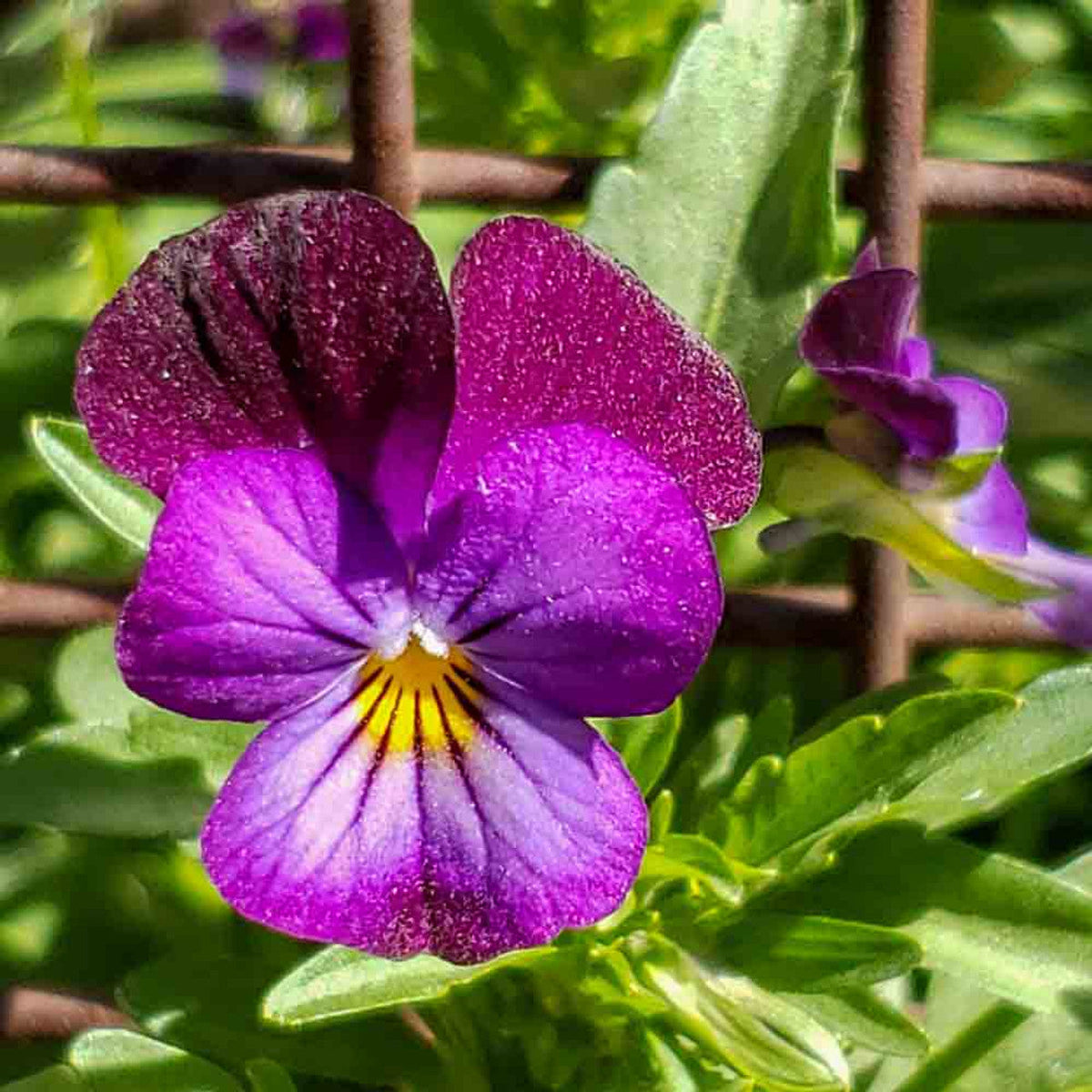 Violet Johnny Flower seeds for Planting - Bright Blooms, Heirloom & GMO Free Seeds for Home Garden
 
 Sale for planting in home garden
