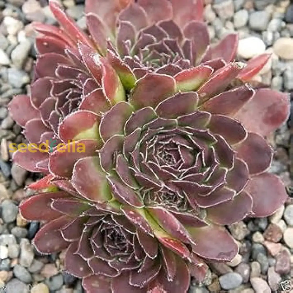 Non GMO Maroon Jovibarba seeds