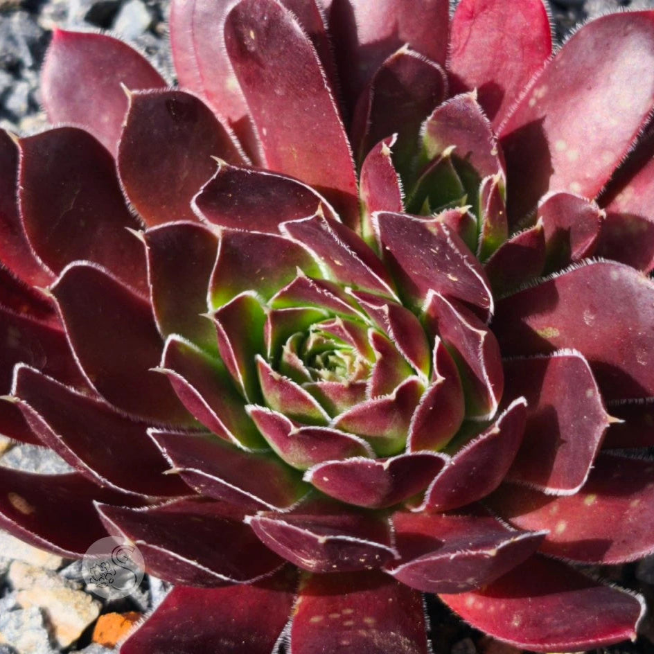 Maroon Jovibarba seeds for planting