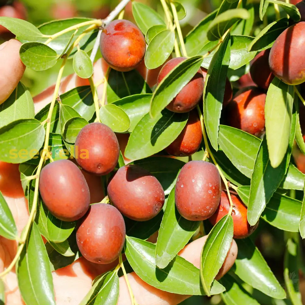 "Harvesting Healthy Jujube Fruit from the Tree"