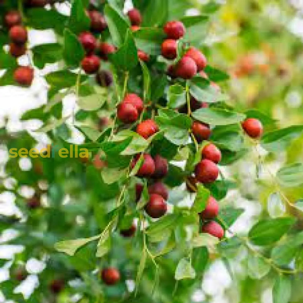 "How to Plant Jujube Seeds for Healthy Fruit"
