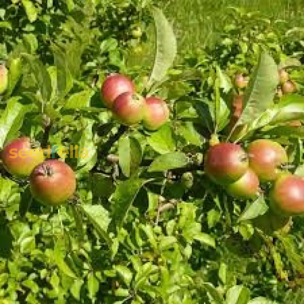 Plant Jujube Tree Seeds for a diverse and sweet harvest of jujubes.