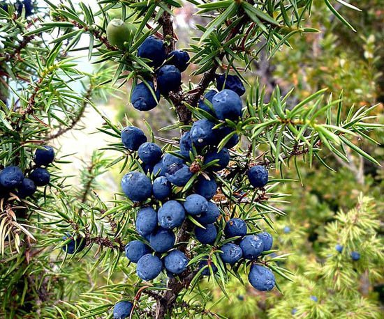 Evergreen Juniper Seeds For Planting