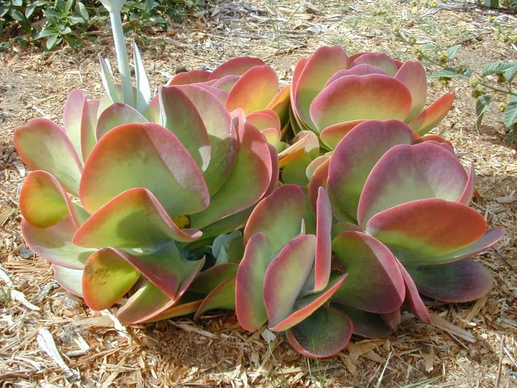 Kalanchoe Gastonis Mixed Flower Seeds for Planting