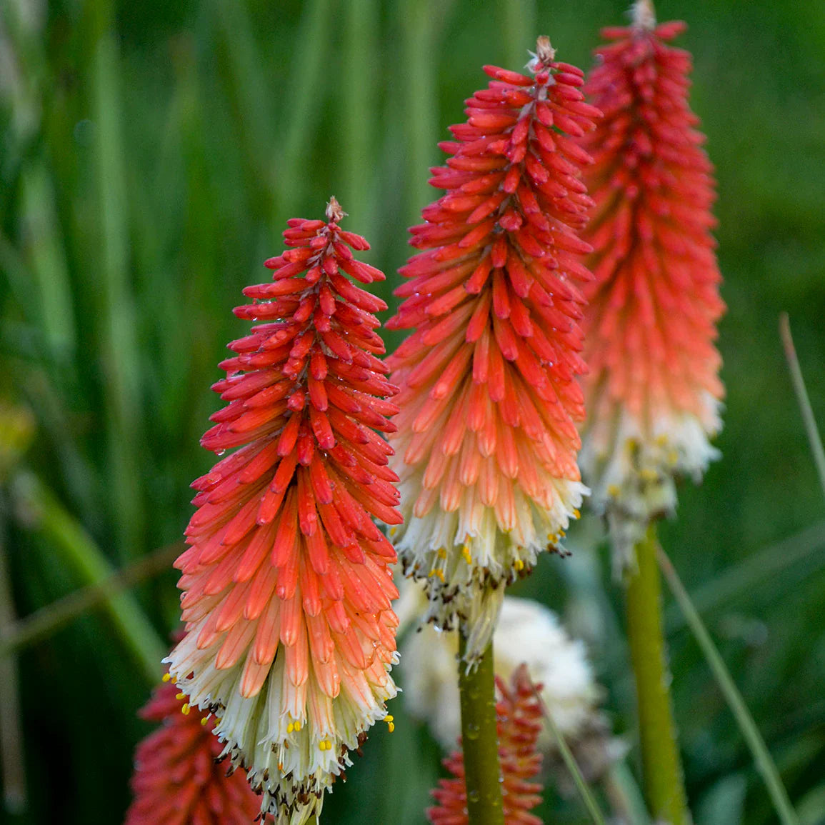 Red Hot Poker Flower seeds for Planting - Drought Tolerant, Heirloom & GMO Free Seeds for Home Garden
 
 Sale seeds for planting in home garden