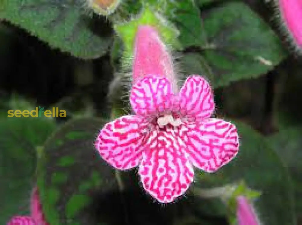 Non GMO pink Kohleria seeds