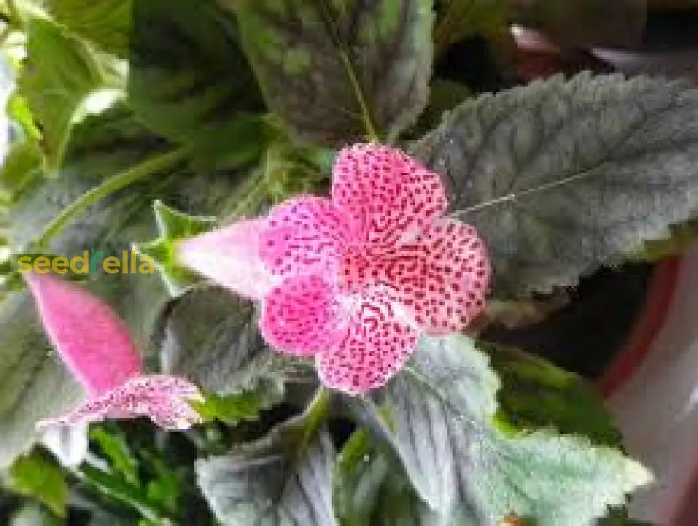 Pink Kohleria flowering seeds for gardens