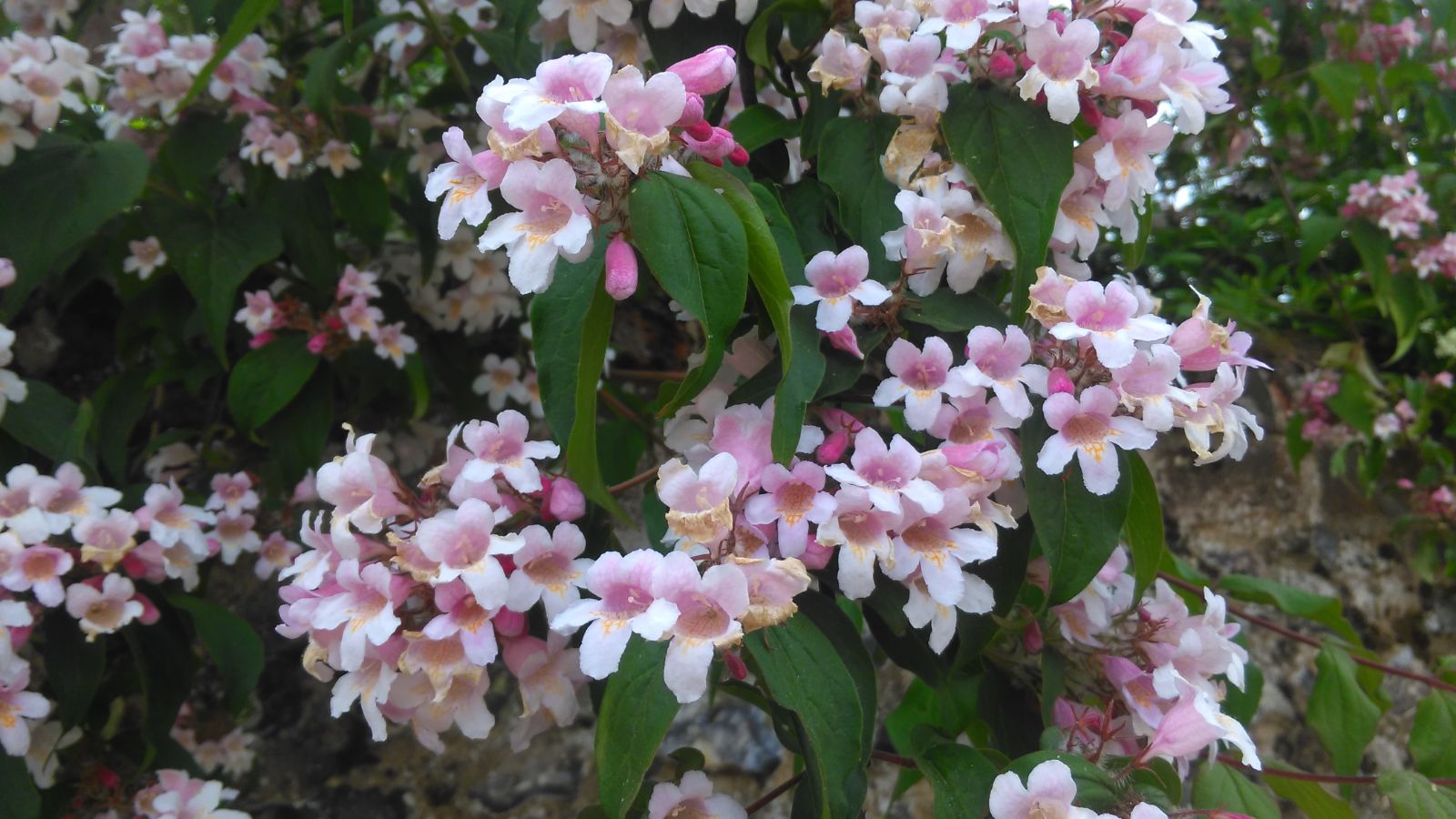 Kolkwitzia flowers blooming in garden
