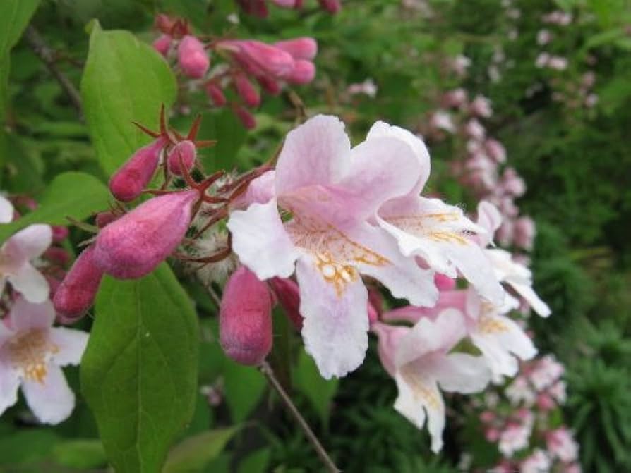 Non GMO Kolkwitzia flower seeds