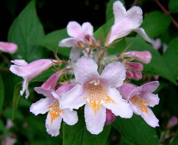 Kolkwitzia Flower seeds for planting