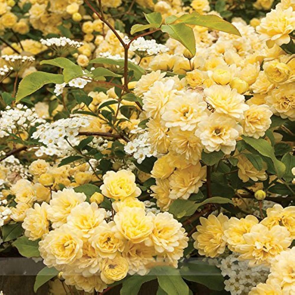 Lade Banks Roses Lady Banks Rose Seeds – Yellow Climbing Rose Blooms