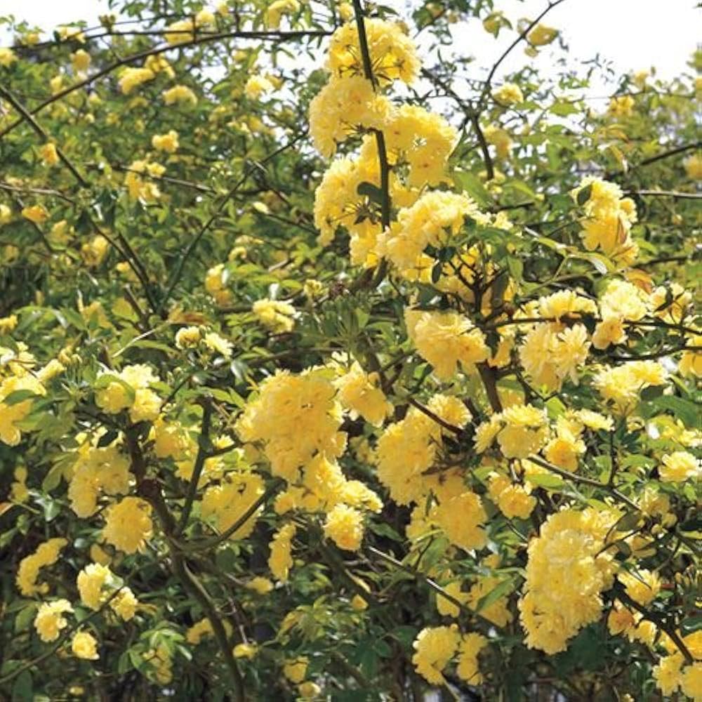 Yellow Lady Banks climbing rose blooms