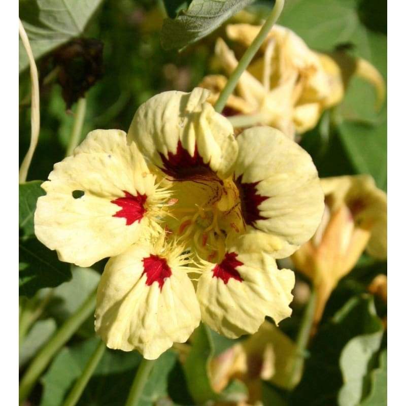 Cream ladybird flower seeds for planting