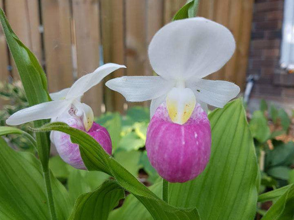 Non-GMO Lady’s Slipper orchid seeds