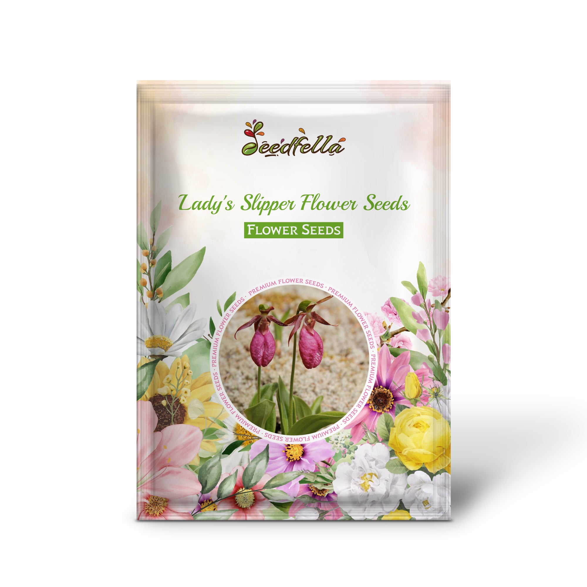 Lady’s Slipper orchid flower in bloom