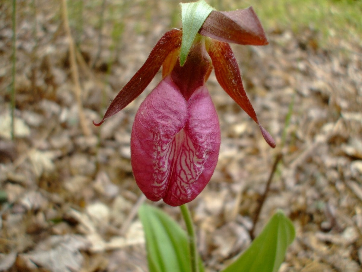 Lady’s Slipper orchid growing in woodland garden