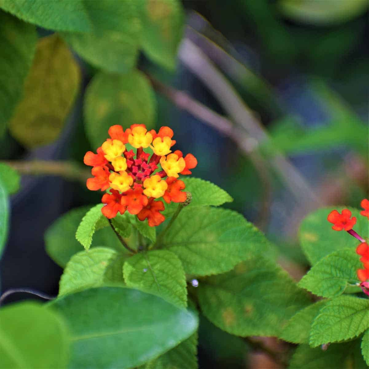 Green Lantana Flower seeds for Planting Seasonal Bloomer Heirloom & GMO Free Seeds for Home Garden 
 
 Sale seeds for home garden planting