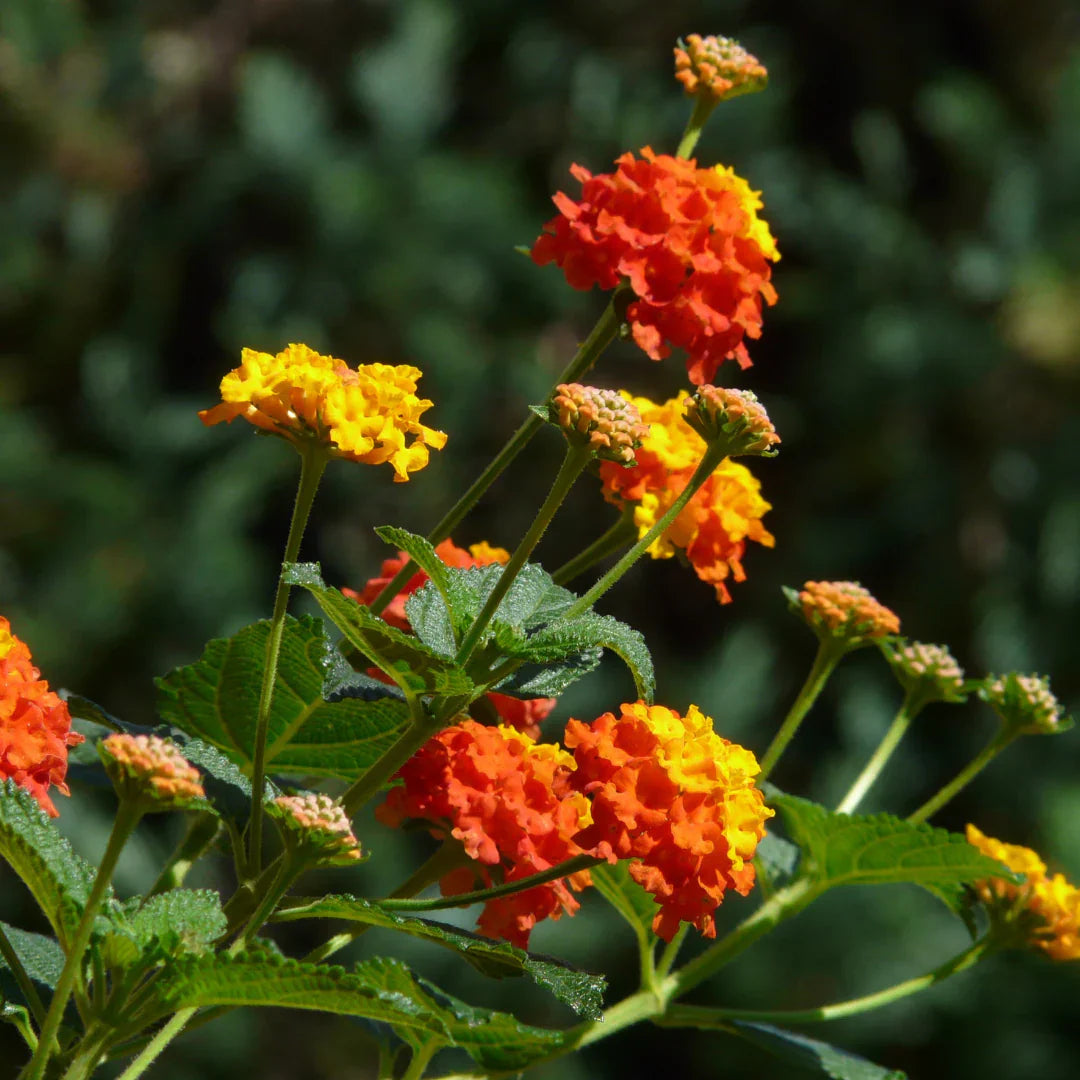 Lantana (Lantana Flower) seeds for planting in home garden
