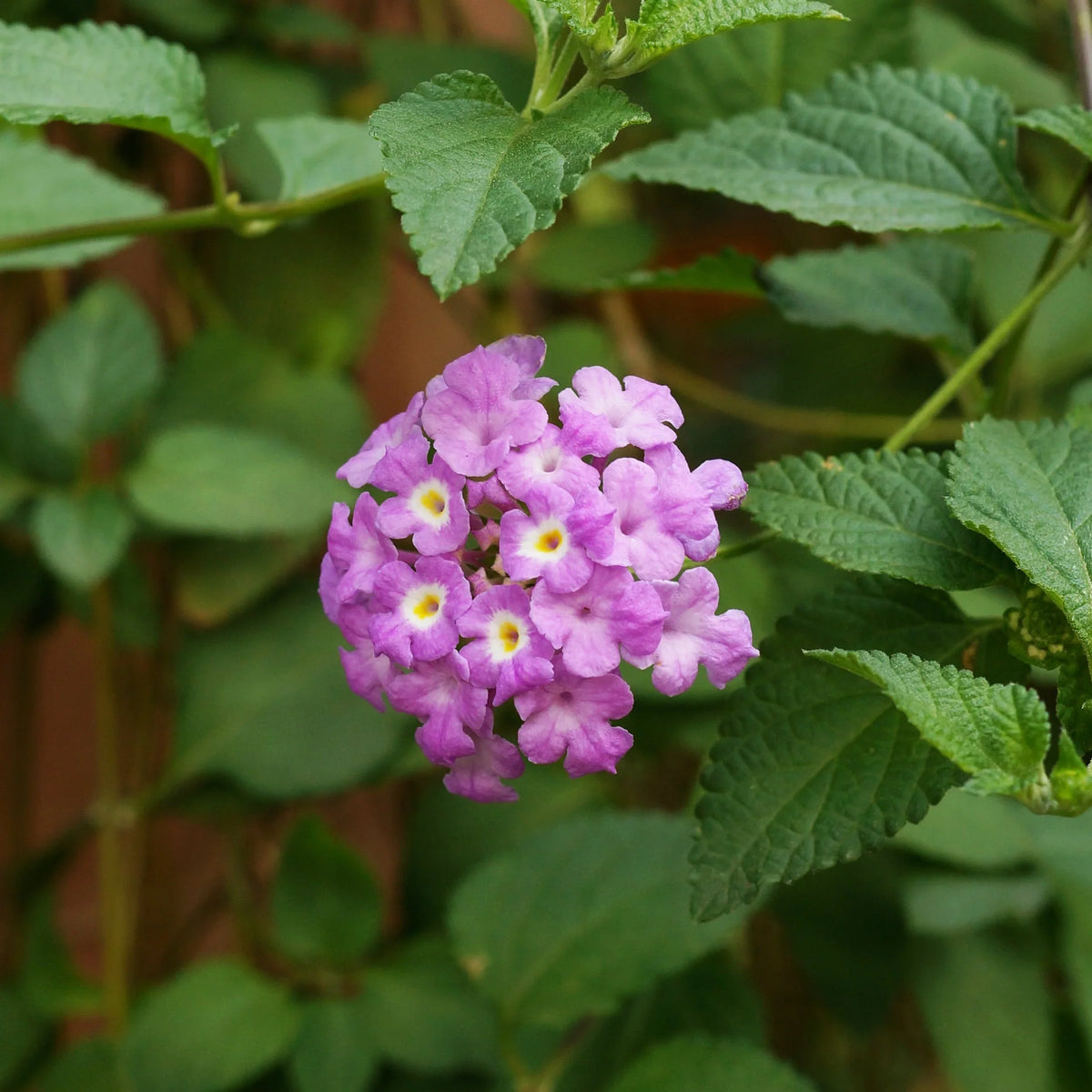 Purple Lantana Flower seeds for Planting Hardy Variety Heirloom & GMO Free Seeds for Home Garden 
 
 Sale for planting in home garden