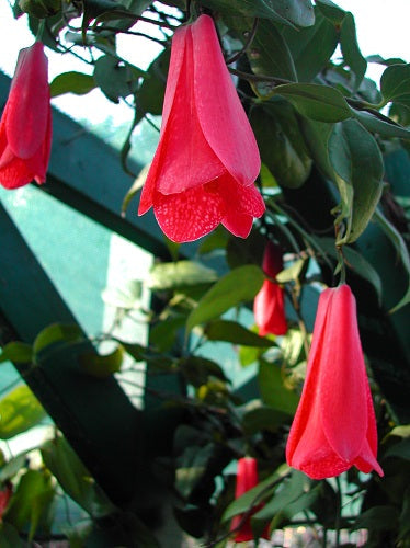Lapageria (Lapageria Rosea) seeds for planting in home garden