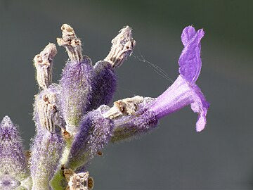 Angustifolia Flower Seeds: Planting For Fragrant Blooms