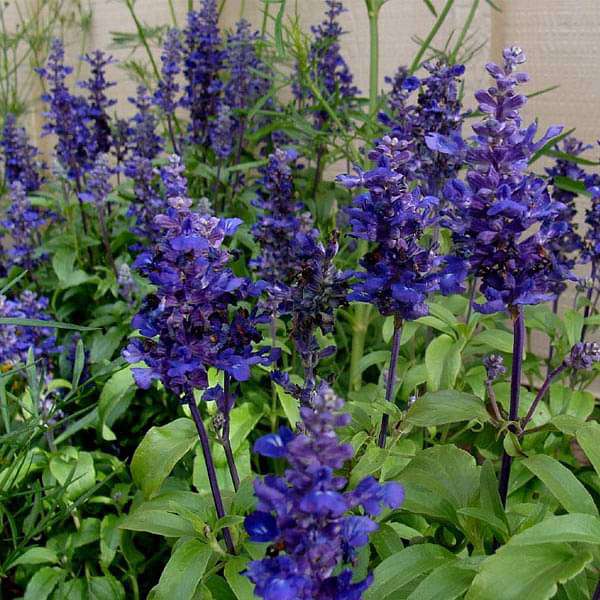 Blue Lavender flowering seeds for gardens