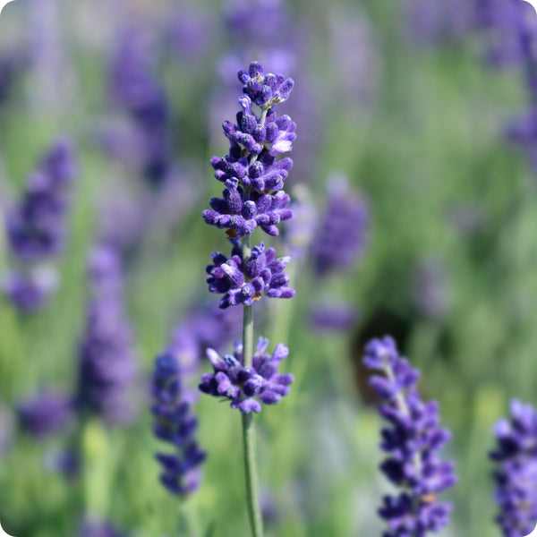 Hidcote Blue Lavender (Lavandula angustifolia) Seeds