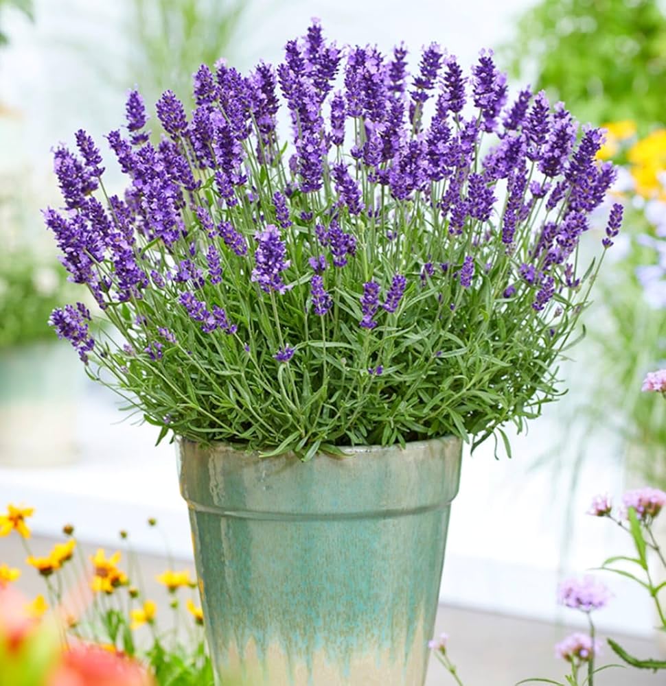 Non GMO Blue Lavender seeds