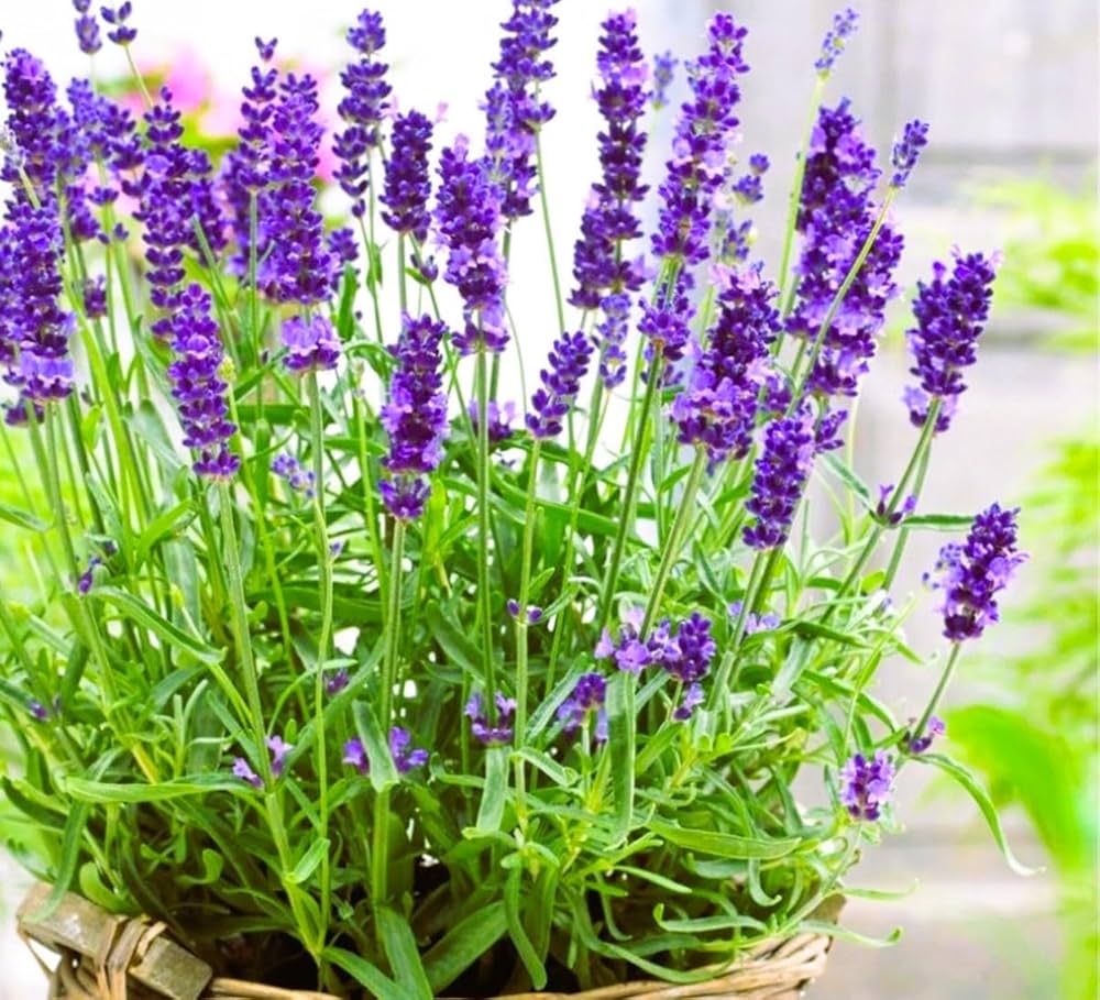Blue Lavender seeds for planting