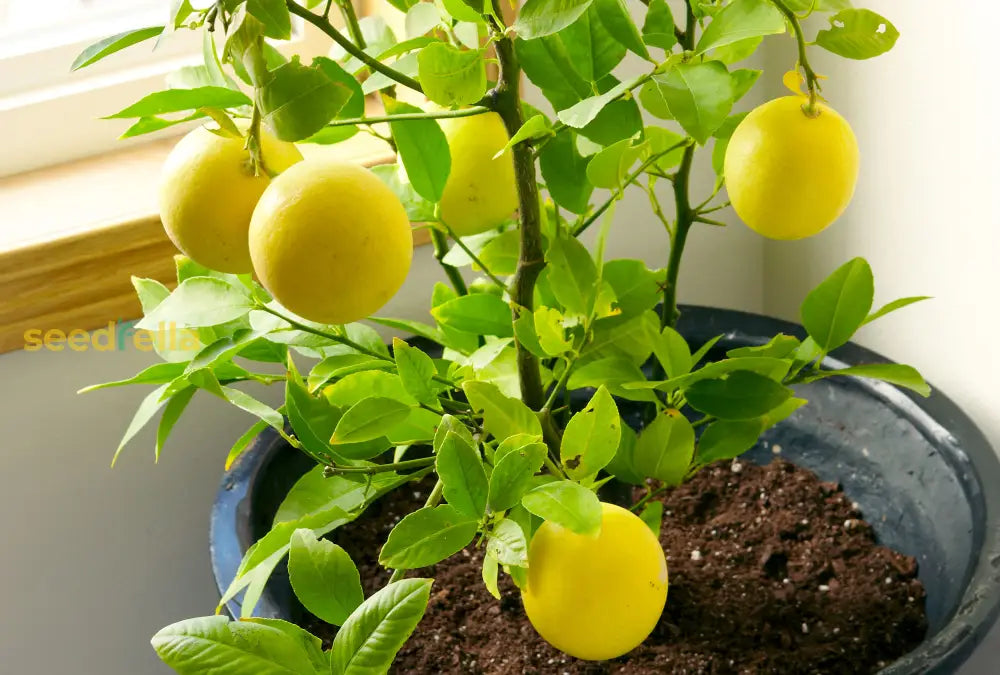 Lemon Fruit Seeds for planting and growing fresh, tangy lemons.