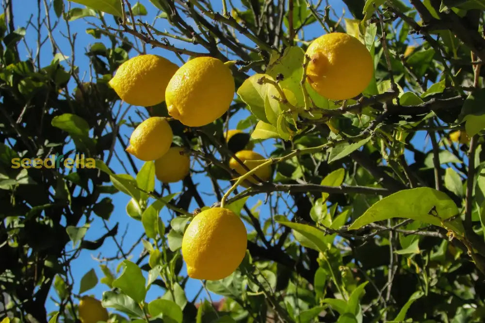 Plant Lemon Seeds for a bountiful outdoor citrus harvest.