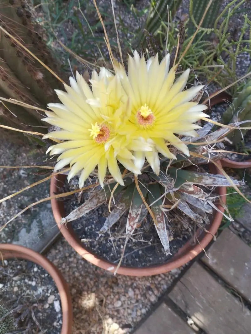 Ornamental Leuchtenbergia cactus for gardens