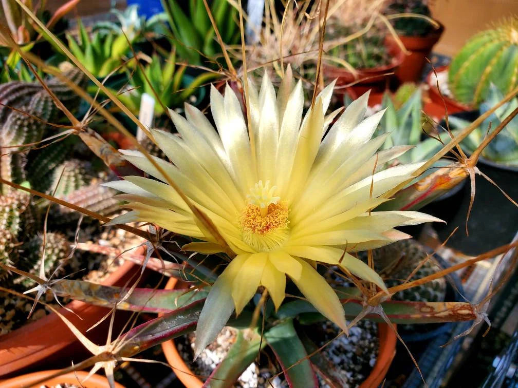 Yellow Leuchtenbergia cactus flower in bloom