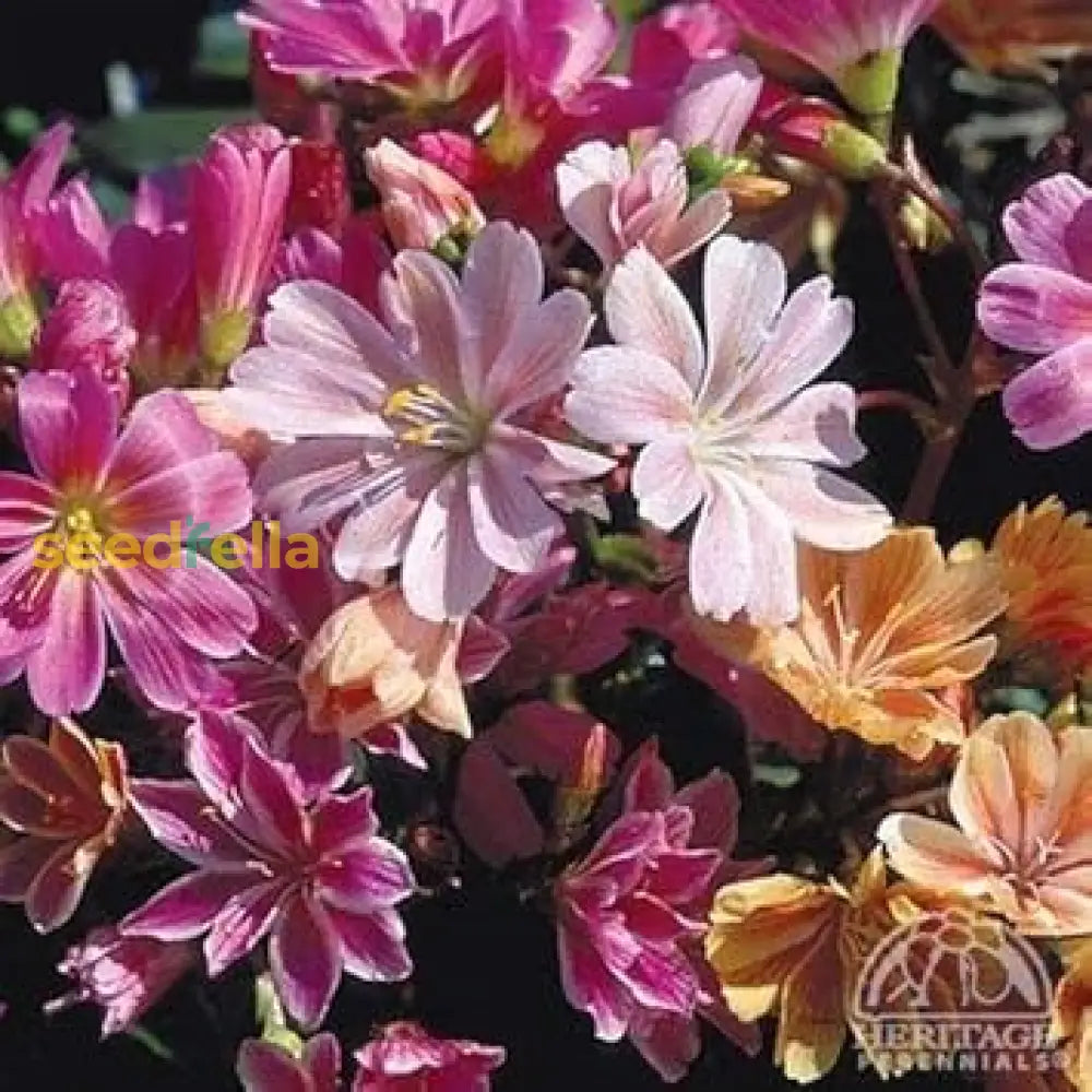 Alpine Lewisia flowering seeds for rock gardens