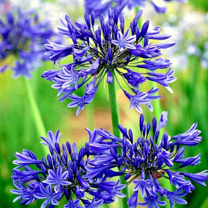 Non GMO Light Blue Nile Agapanthus seeds