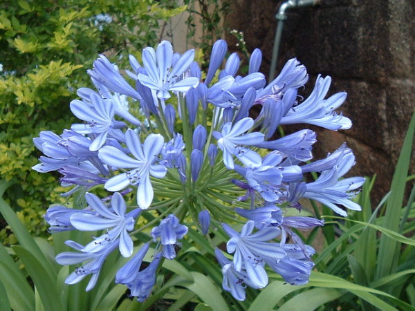 Ornamental Light Blue Nile Agapanthus flowering plant