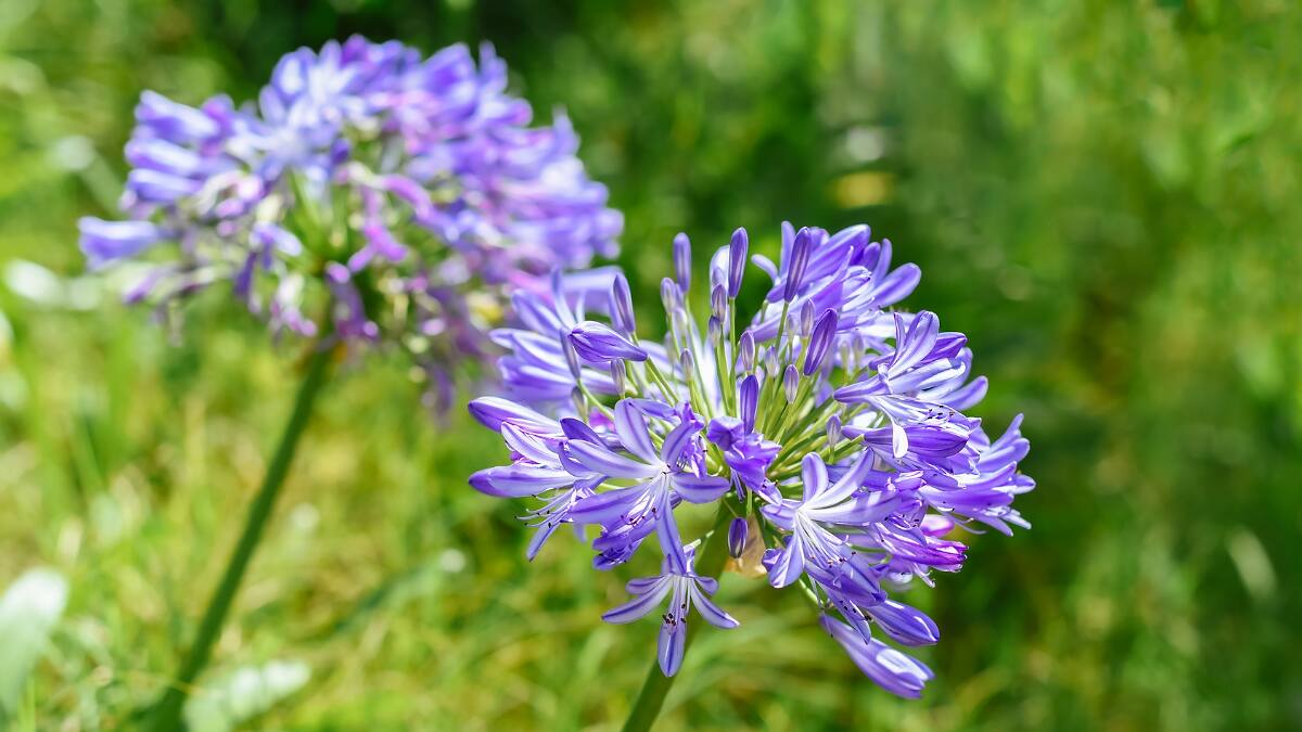 Light Blue Nile Agapanthus in patio containers